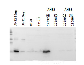 western blot using anti-AHB2 antibodies